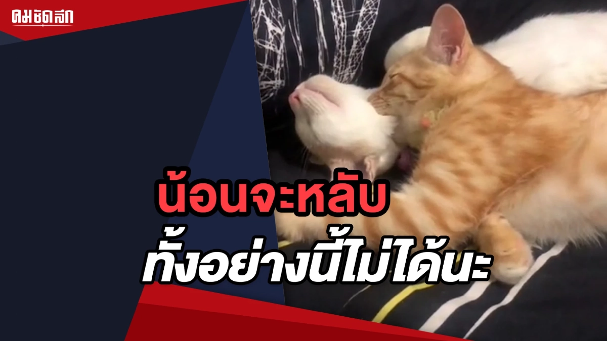 (คลิป) เจ้าเหมียวจะหลับทั้งที่ยังงับคอน้อนไว้ไม่ได้นะ (คลิป) เจ้าเหมียวจะหลับทั้งที่ยังงับคอน้อนไว้ไม่ได้นะ