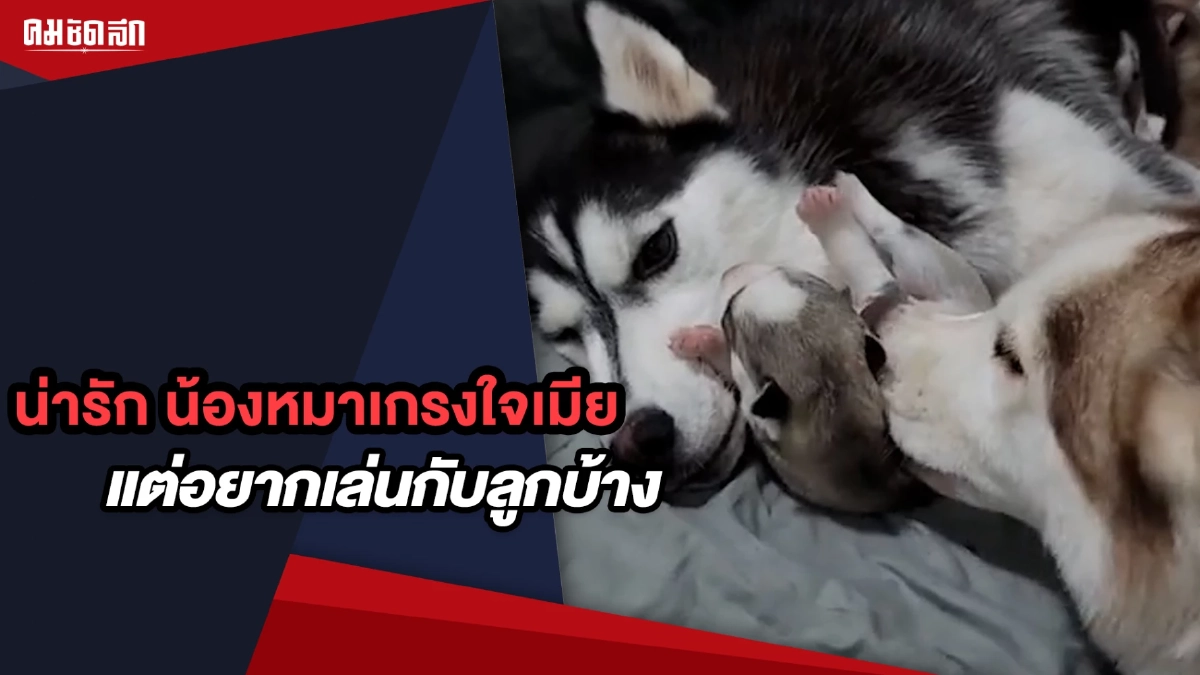 (คลิป) น่ารัก น้องหมาเกรงใจเมีย อยากเล่นกับลูกถึงขั้นวานพ่อไปหยิบมาให้