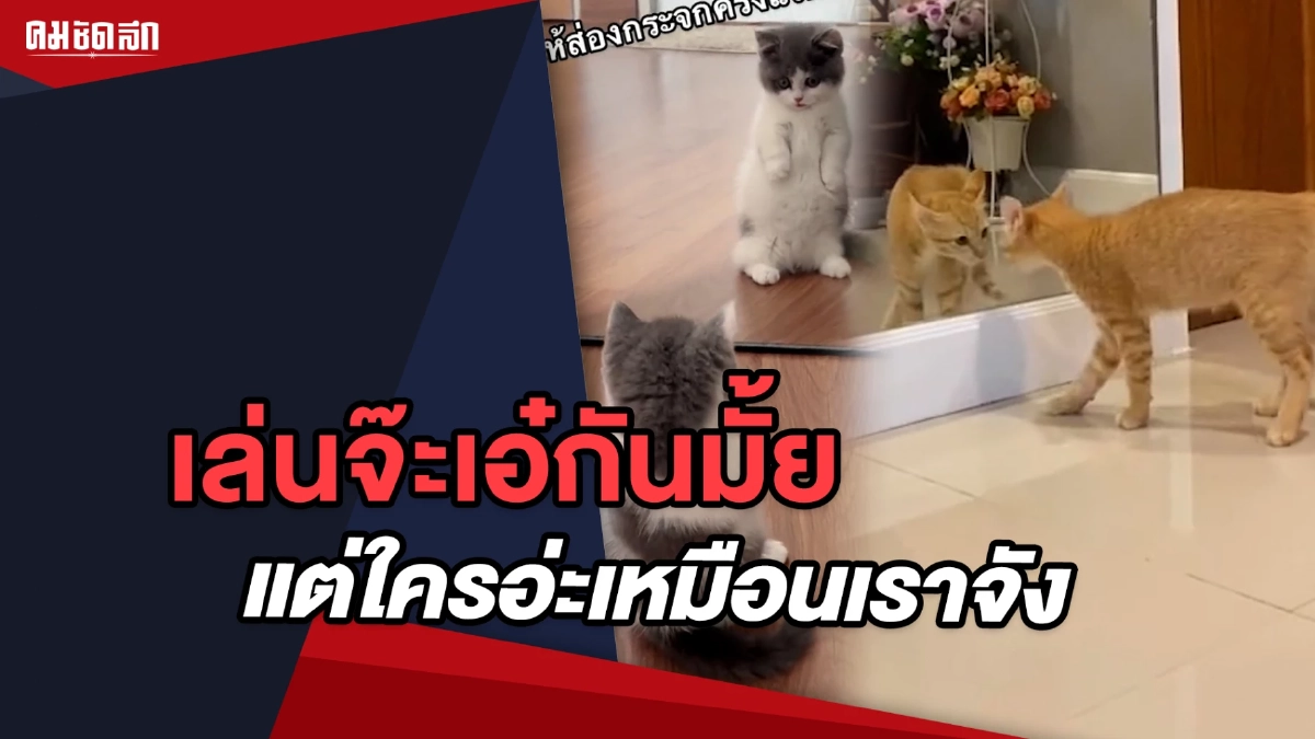 (คลิป) มาเล่นจ๊ะเอ๋กันมั้ย แต่ใครอ่ะ เหมือนเราจัง (คลิป) มาเล่นจ๊ะเอ๋กันมั้ย แต่ใครอ่ะ เหมือนเราจัง