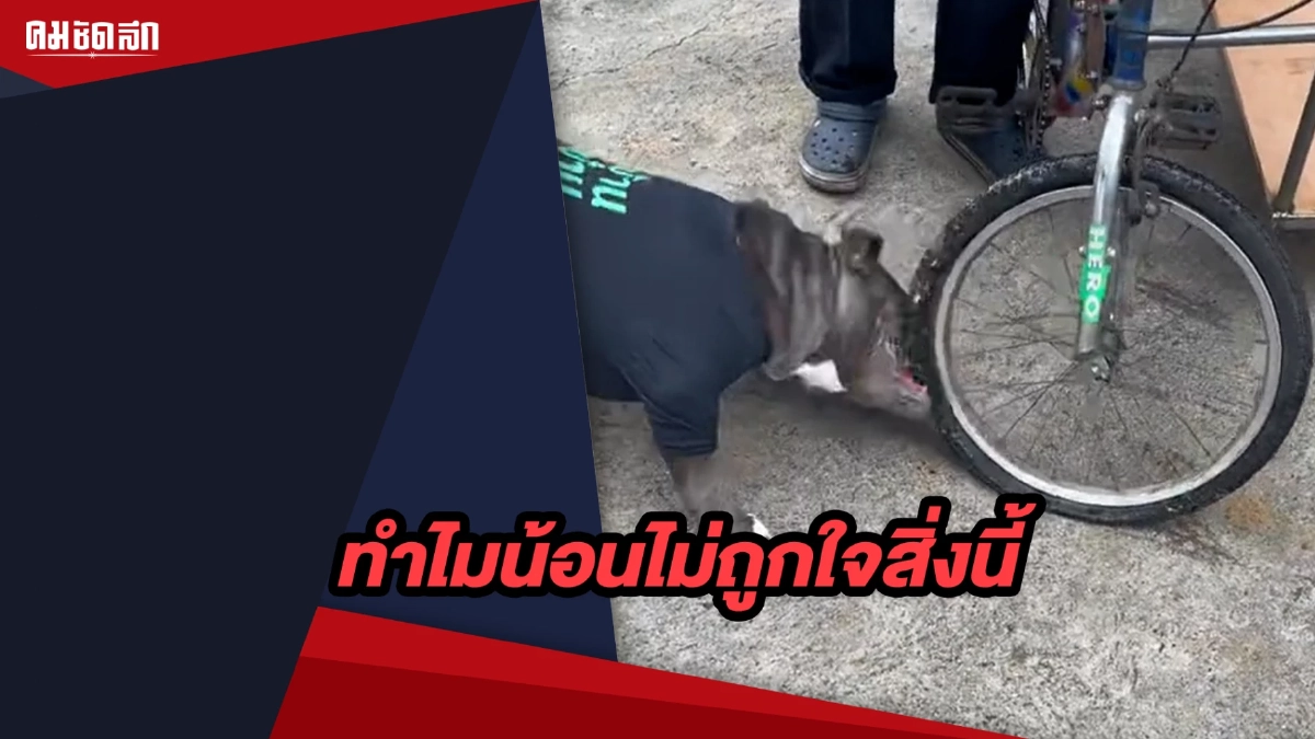 (คลิป) น้องหมา ไม่ถูกใจของเล่นใหม่ที่ป๊าทำให้