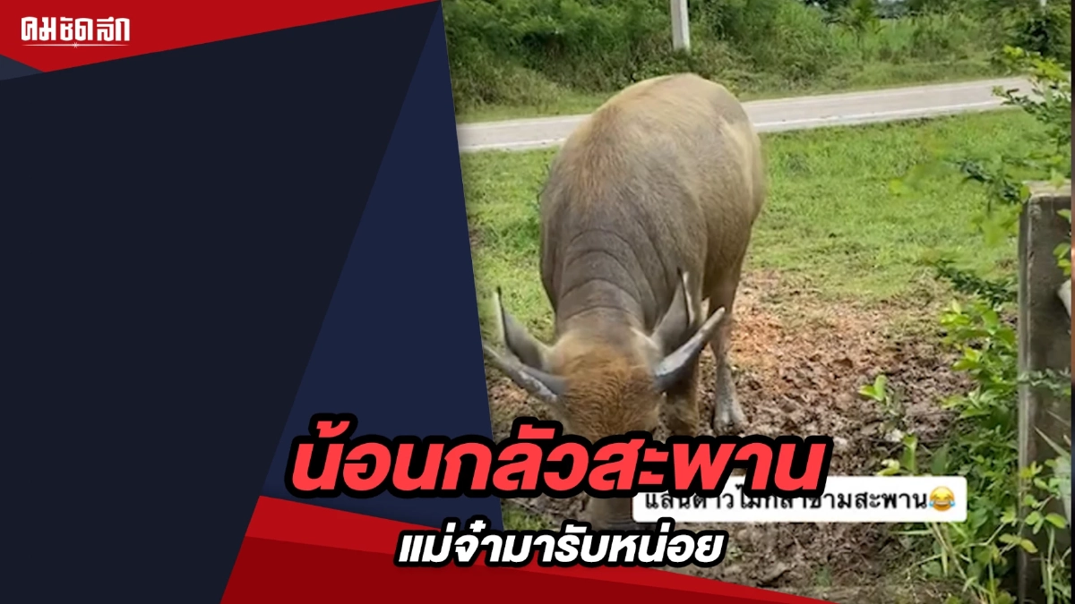 (คลิป) น้อนไม่กล้าข้ามสะพาน แม่จ๋ามารับหน่อย (คลิป) น้อนไม่กล้าข้ามสะพาน แม่จ๋ามารับหน่อย