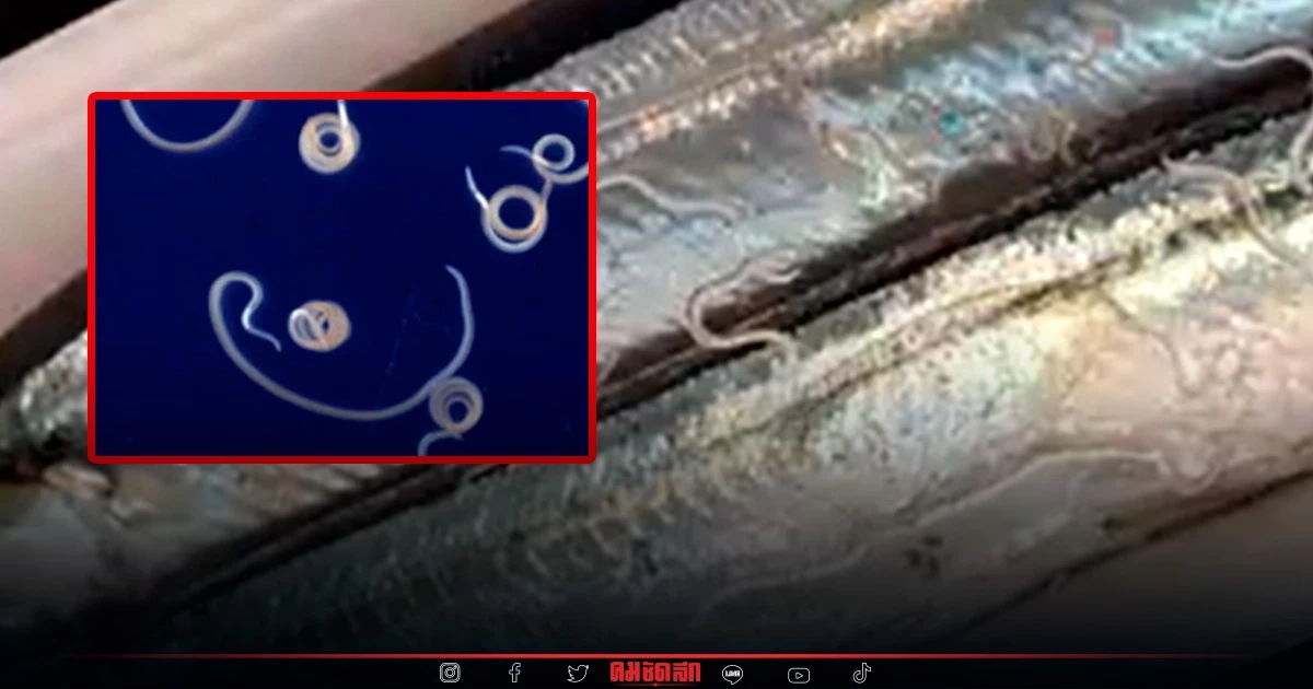 ขนลุก พบ "พยาธิอะนิซาคิส" ใน "ปลาซัมมะ" เพียบ หลายสิบตัว หลังเริ่มฤดูกาล