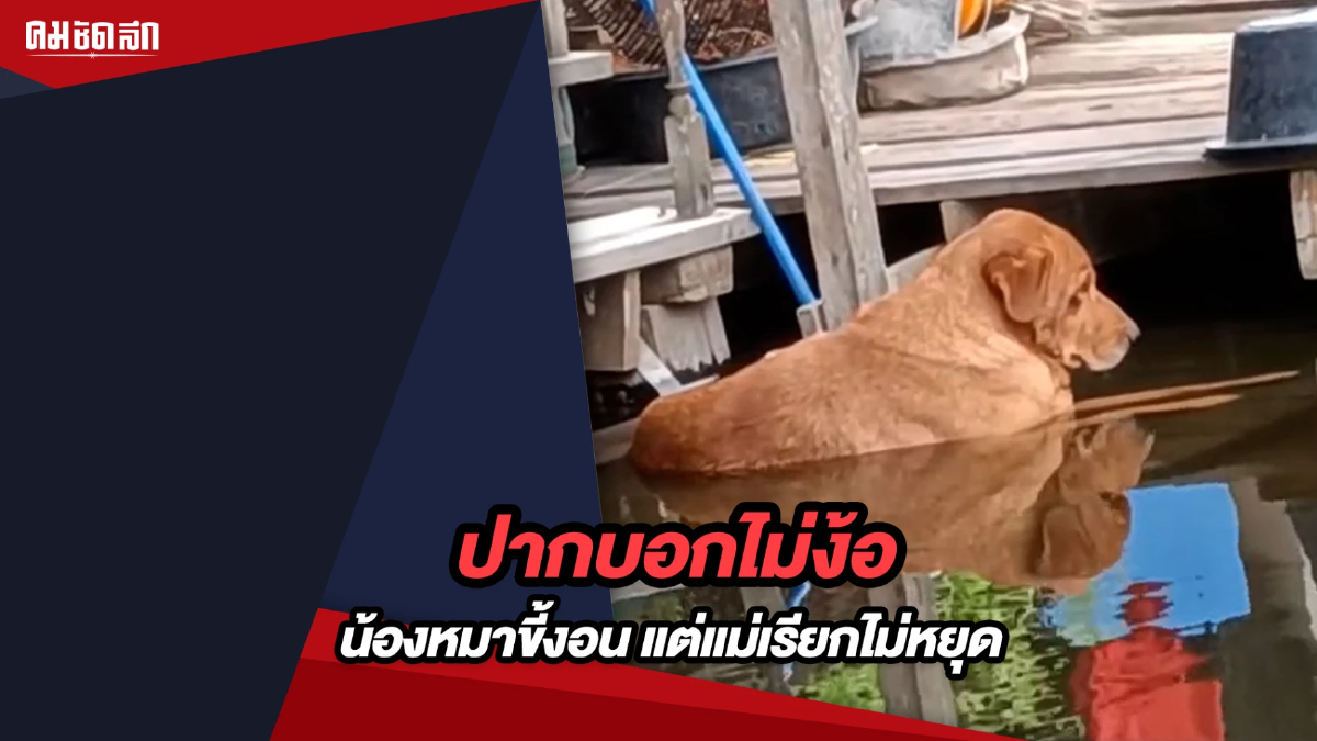 (คลิป) ปากบอกไม่ง้อ น้องหมาขี้งอน แต่แม่เรียกไม่หยุด (คลิป) ปากบอกไม่ง้อ น้องหมาขี้งอน แต่แม่เรียกไม่หยุด