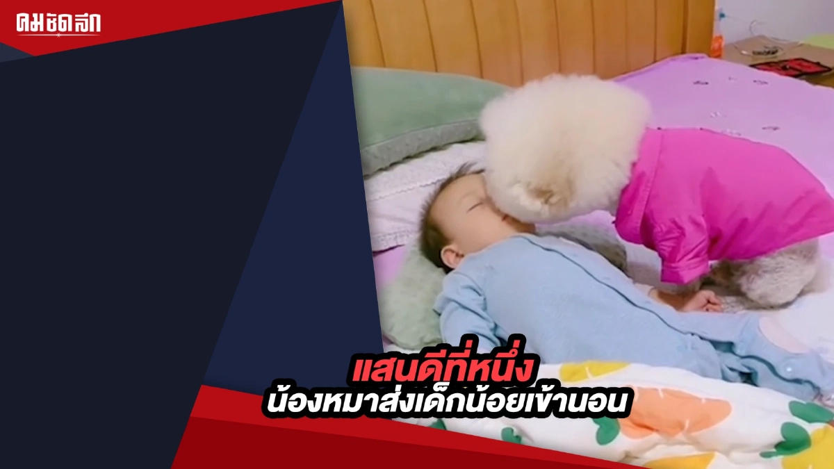 (คลิป) แสนดีที่หนึ่ง น้องหมาส่งเด็กน้อยเข้านอน (คลิป) แสนดีที่หนึ่ง น้องหมาส่งเด็กน้อยเข้านอน