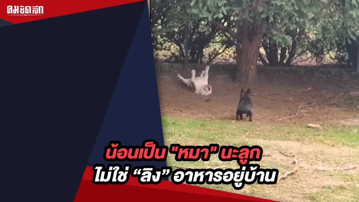 (คลิป) น้อนเป็น "หมา" นะลูก ไม่ใช่ "ลิง" อาหารอยู่บ้านไม่ใช่บนต้นไม้ (คลิป) น้อนเป็น "หมา" นะลูก ไม่ใช่ "ลิง" อาหารอยู่บ้านไม่ใช่บนต้นไม้