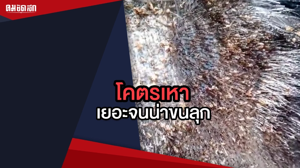 (คลิป) คันหัวตามเลย กำจัดโคตรเหา ช่วยเหลือคนไร้บ้าน