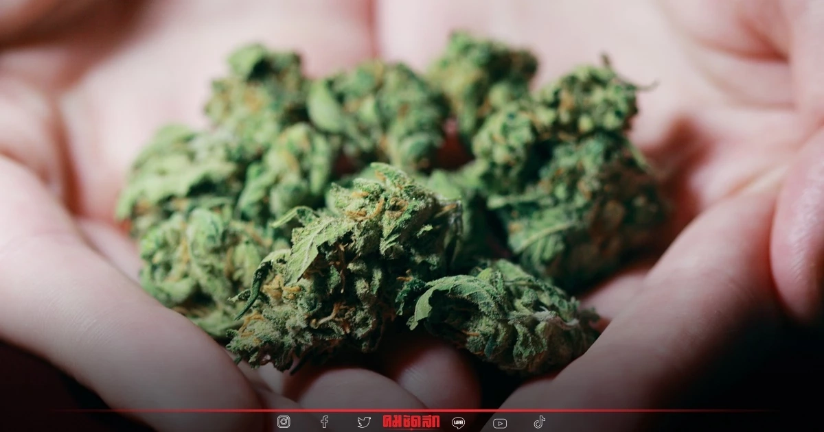 เผยรมว.มหาดไทยอังกฤษพิจารณายกระดับ "กัญชา" เป็นยาเสพติดประเภท 1 เท่าโคเคน