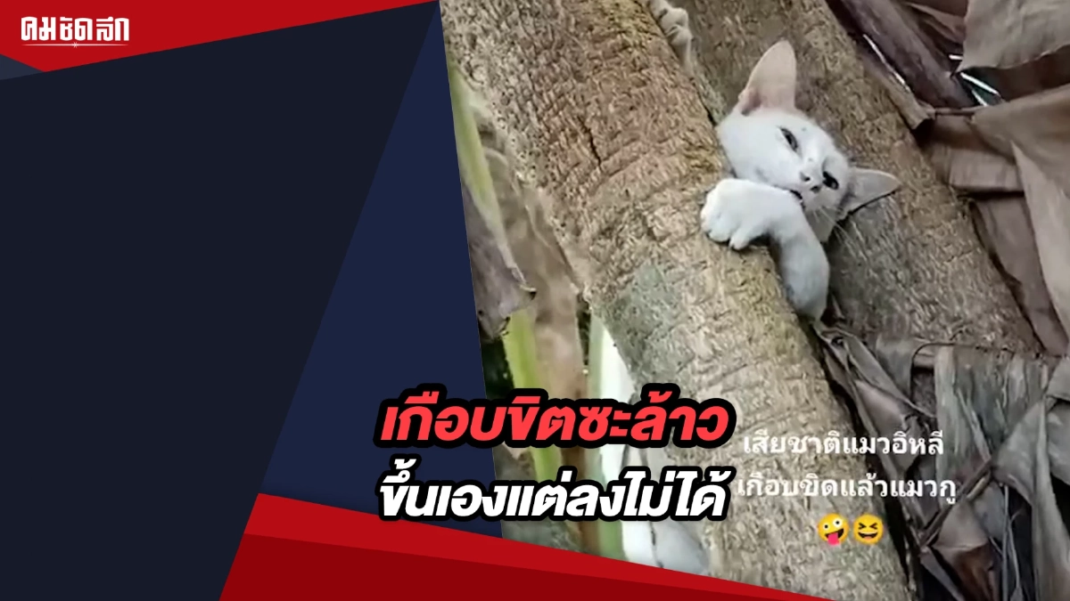 (คลิป) เอ็นดูเจ้าเหมียว เกือบขิตซะล้าว ขึ้นเองแต่ลงไม่ได้ (คลิป) เอ็นดูเจ้าเหมียว เกือบขิตซะล้าว ขึ้นเองแต่ลงไม่ได้
