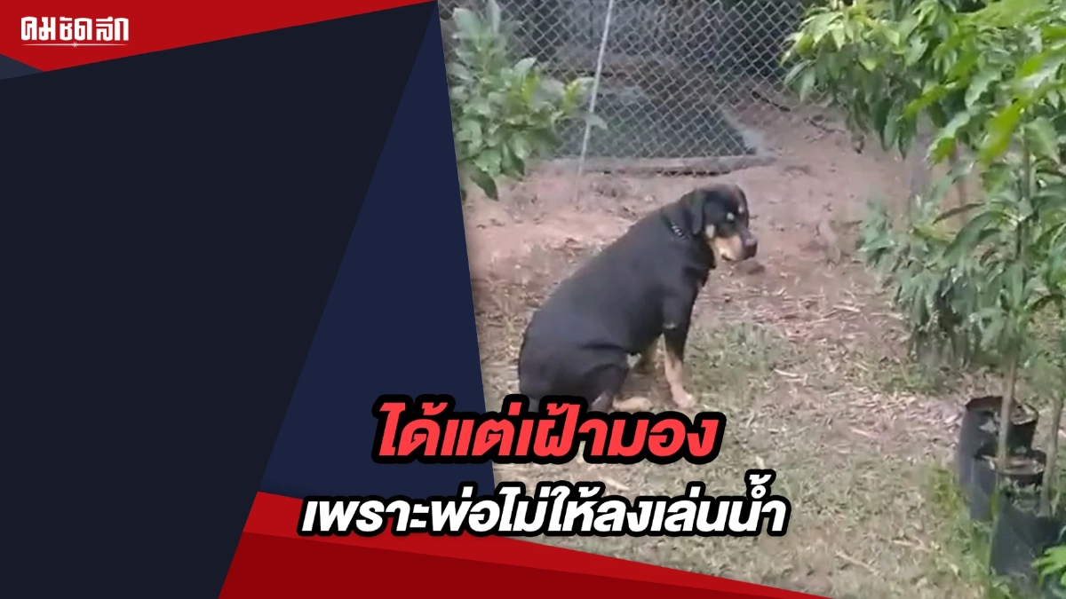 (คลิป) เอ็นดูน้องหมา ได้แต่เฝ้ามองสระ เพราะพ่อไม่ให้ลงเล่นน้ำ (คลิป) เอ็นดูน้องหมา ได้แต่เฝ้ามองสระ เพราะพ่อไม่ให้ลงเล่นน้ำ