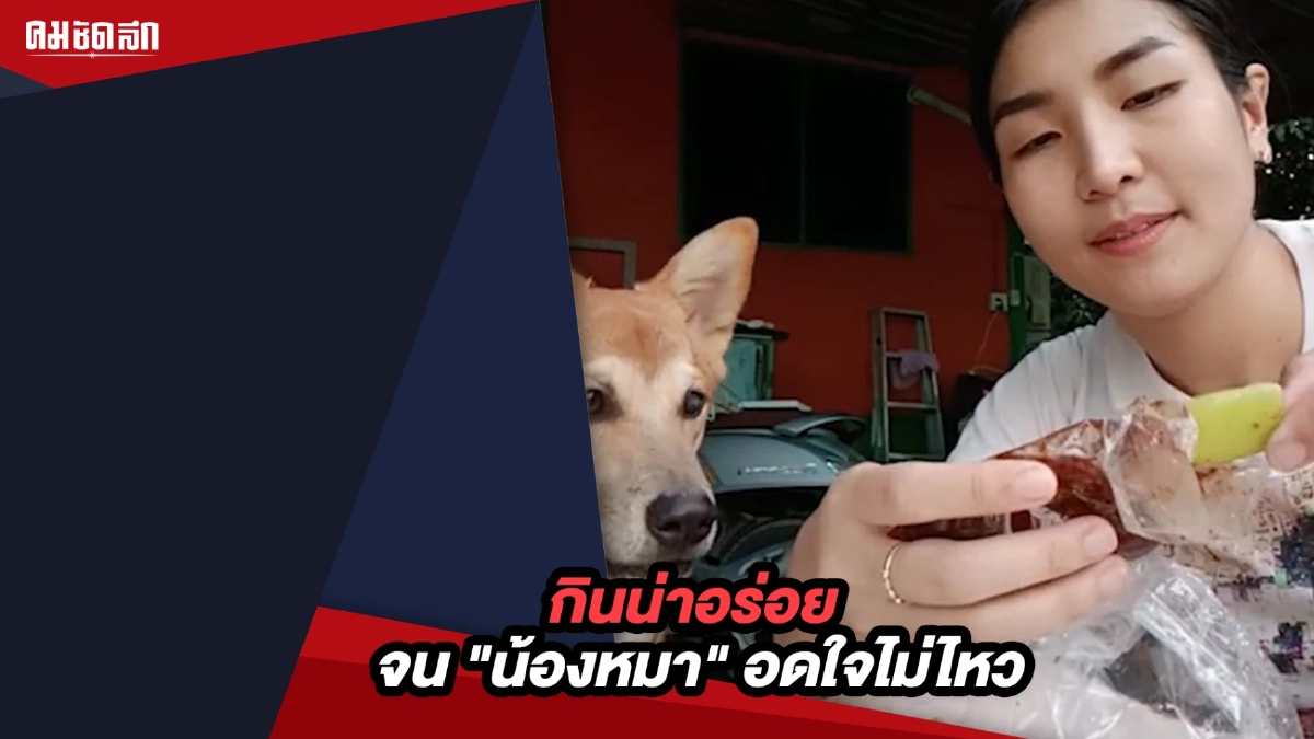 (คลิป) น่ารักไม่ไหว "น้องหมา" ขอกินมะดันจิ้มกะปิ