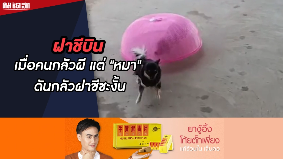 (คลิป) ฝาชีบิน เมื่อคนกลัวผี แต่ “หมา” ดันกลัวฝาชีซะงั้น