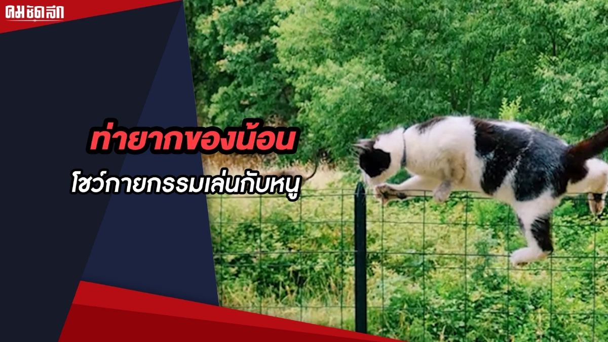 (คลิป) ท่ายากของน้อน โชว์กายกรรมที่ไม่ธรรมดาเล่นกับหนูน้อย