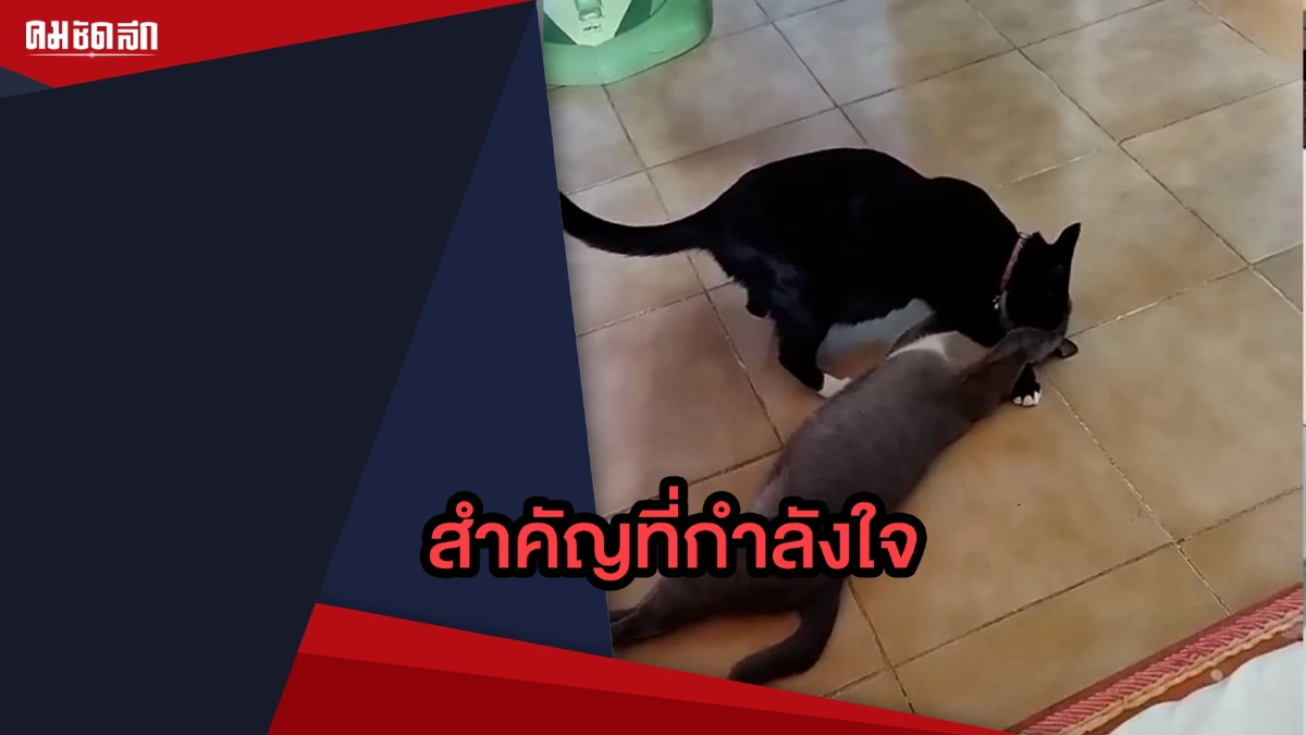 (คลิป) สำคัญที่กำลังใจ "แมว" ออกลูกยังต้องการเพื่อนเคียงข้าง