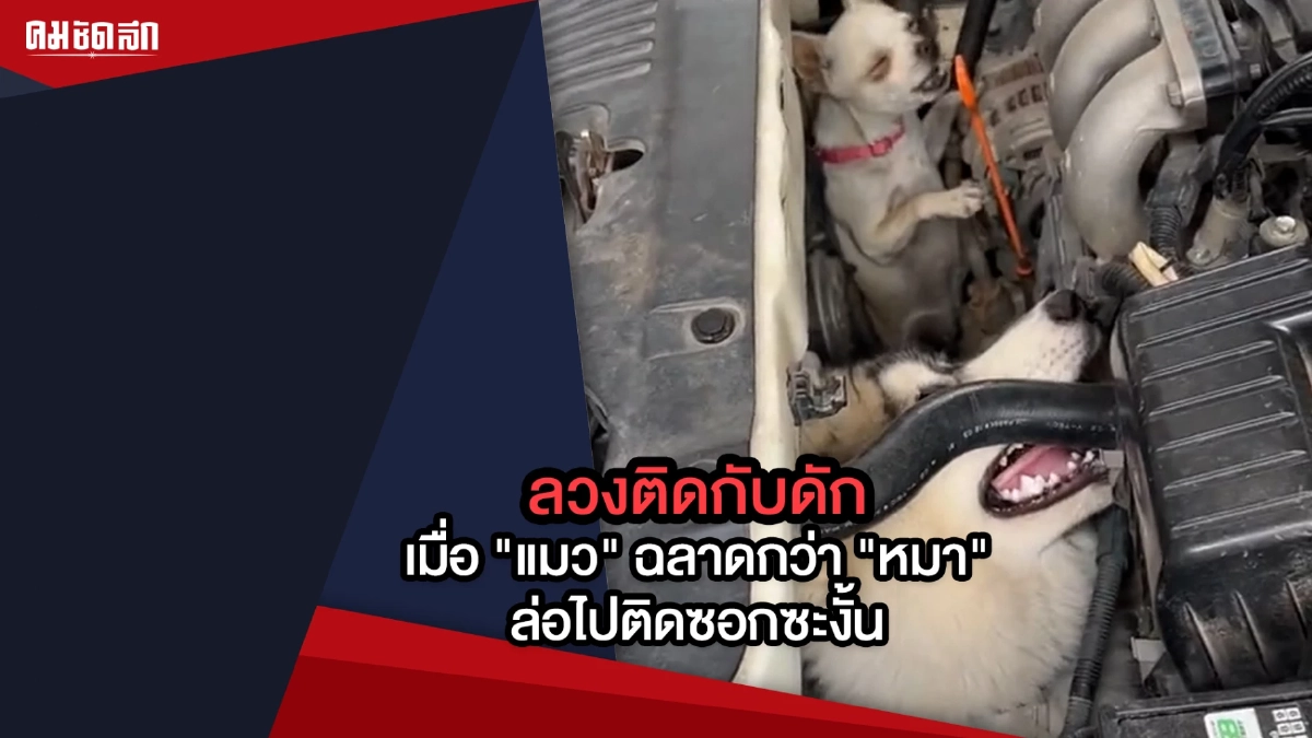(คลิป) ลวงติดกับดัก เมื่อ "แมว" ฉลาดกว่า "หมา" เลยล่อไปติดซอกเครื่องยนต์