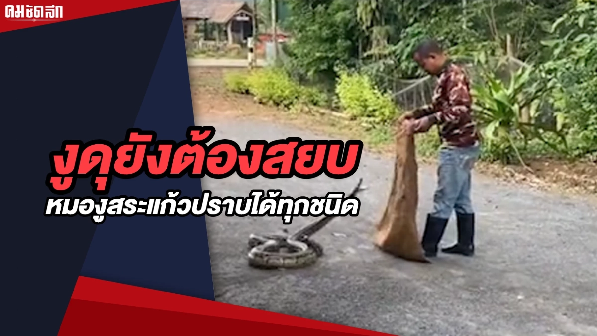 (คลิป) งูที่ว่าดุยังต้องสยบ หมองูสระแก้วปราบได้ทุกชนิด (คลิป) งูที่ว่าดุยังต้องสยบ หมองูสระแก้วปราบได้ทุกชนิด