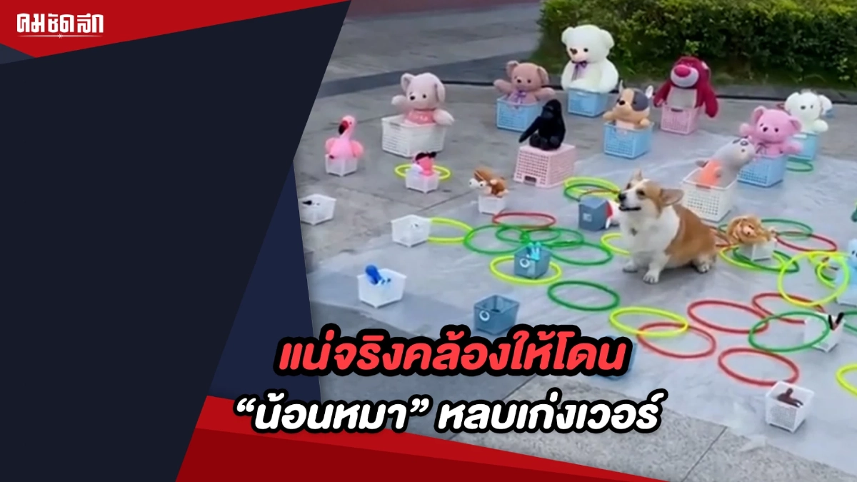 (คลิป) แน่จริงคล้องให้โดน เหมาห่วงหมดร้าน ลุ้นรับ "น้องหมา" กลับบ้าน