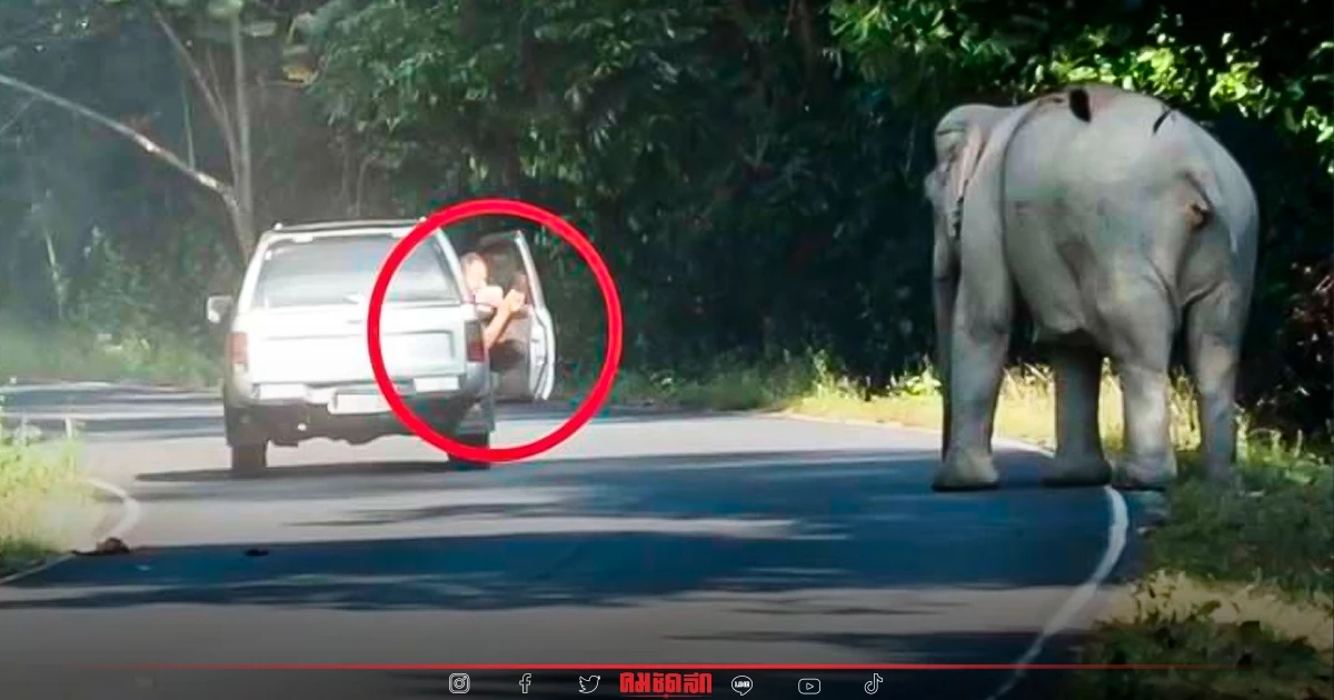 เจอตัวแล้ว หนุ่มใหญ่จอดรถถ่ายภาพ "ช้างป่า" อ้างไปอวดลูก โดนปรับไป 5,000 บาท