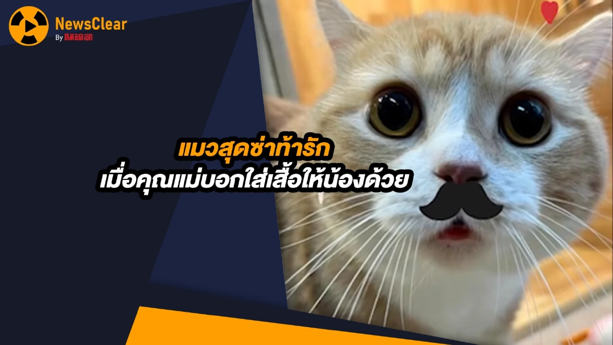 (คลิป) แมวสุดซ่าท้ารัก เมื่อคุณแม่บอกใส่เสื้อให้น้องด้วย