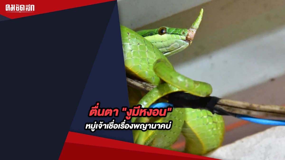 (คลิป) ตื่นตา "งูมีหงอน" หมู่เจ้าเชื่อเรื่องพญานาคบ่ (คลิป) ตื่นตา "งูมีหงอน" หมู่เจ้าเชื่อเรื่องพญานาคบ่
