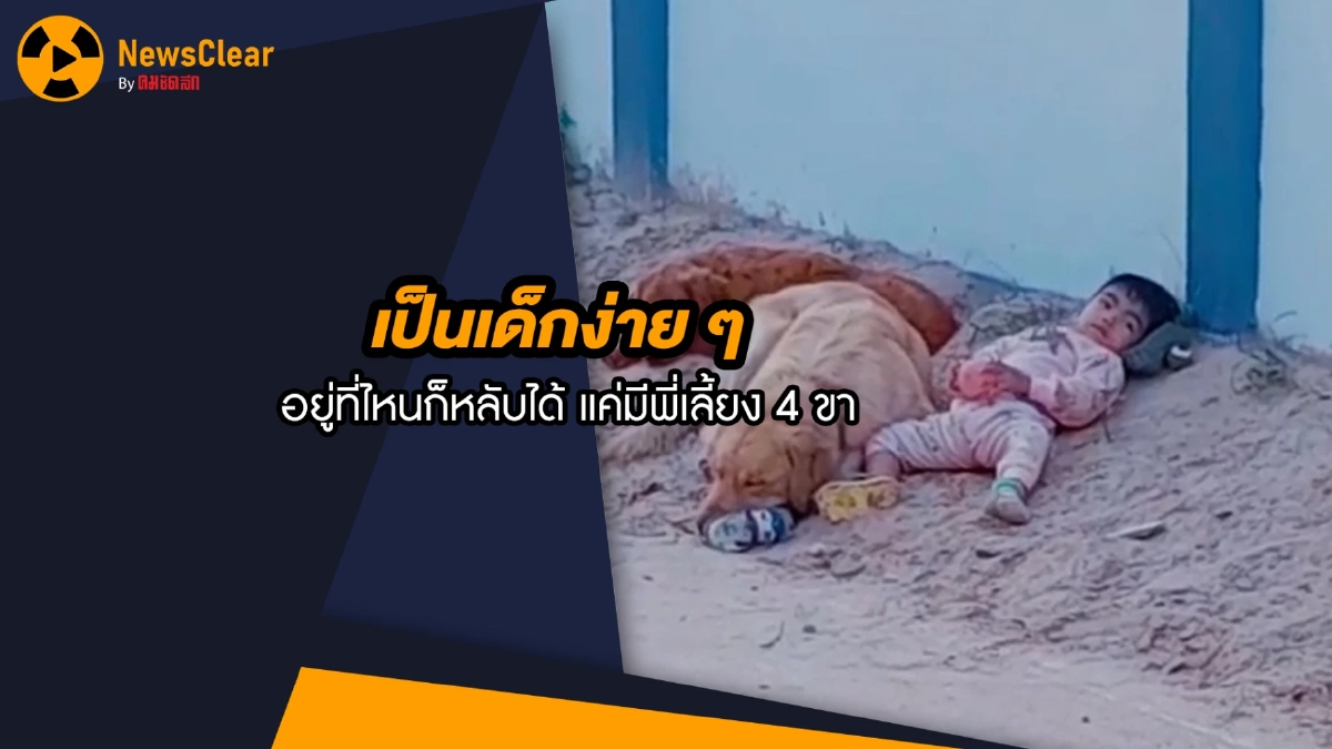 (คลิป) เป็นเด็กง่ายๆ อยู่ที่ไหนก็หลับได้ แค่มีพี่เลี้ยง 4 ขา (คลิป) เป็นเด็กง่ายๆ อยู่ที่ไหนก็หลับได้ แค่มีพี่เลี้ยง 4 ขา