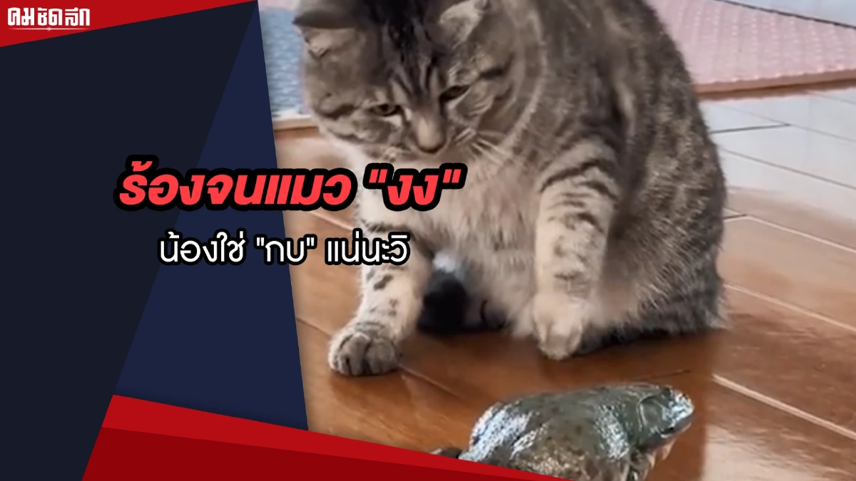 (คลิป) ร้องจนแมว "งง" แต่น้องใช่ "กบ" แน่นะวิ แมวจริงถึงกับวิ่งหนี (คลิป) ร้องจนแมว "งง" แต่น้องใช่ "กบ" แน่นะวิ แมวจริงถึงกับวิ่งหนี