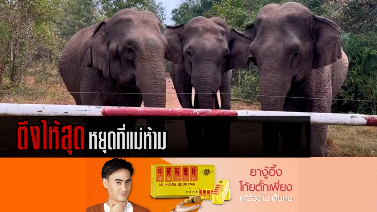 (คลิป) ตึงให้สุด หยุดที่แม่ห้าม "พลายซับลังกา" ช้างป่าเอาแต่ใจ