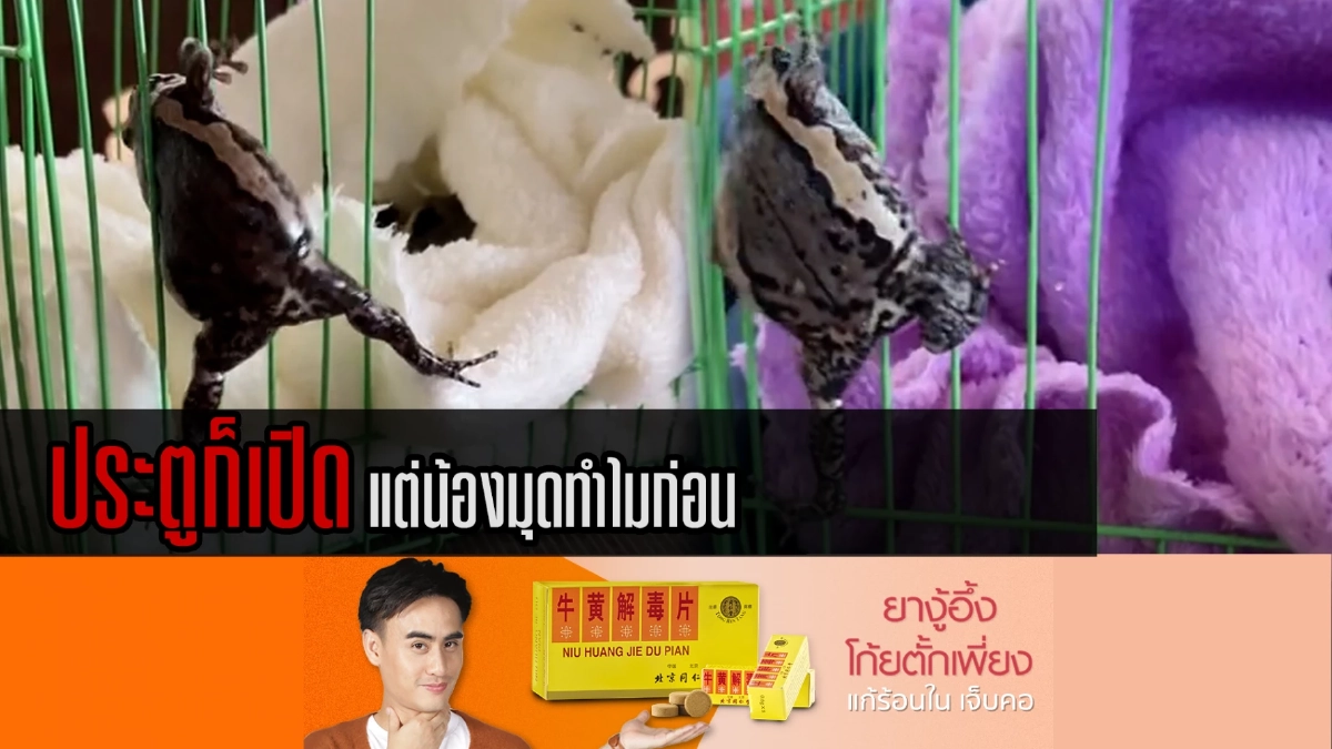 (คลิป) เมื่อ "อึ่งอ่าง" คลั่งรัก ประตูก็เปิด แต่น้องมุดทำไมก่อน (คลิป) เมื่อ "อึ่งอ่าง" คลั่งรัก ประตูก็เปิด แต่น้องมุดทำไมก่อน