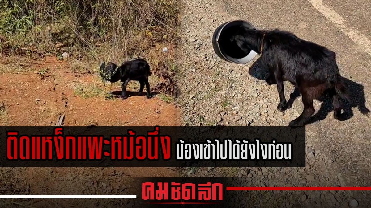 (คลิป) ติดแหง็กแพะหม้อนึ่ง น้องเข้าไปได้ยังไงก่อน (คลิป) ติดแหง็กแพะหม้อนึ่ง น้องเข้าไปได้ยังไงก่อน