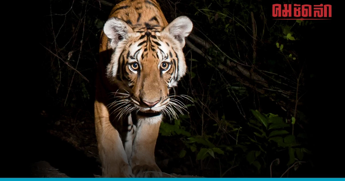 ย้อนประวัติ "เสือโคร่งวิจิตร" เสือหนุ่มแห่งห้วยขาแข้ง ดาวดังในโลกโซเชียล