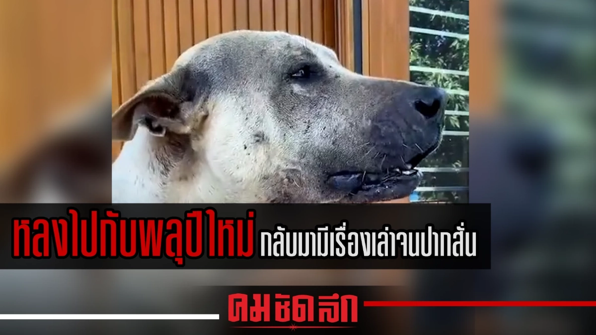 (คลิป) น้องหลงไปกับพลุปีใหม่ กลับมามีเรื่องเล่าจนปากสั่น (คลิป) น้องหลงไปกับพลุปีใหม่ กลับมามีเรื่องเล่าจนปากสั่น