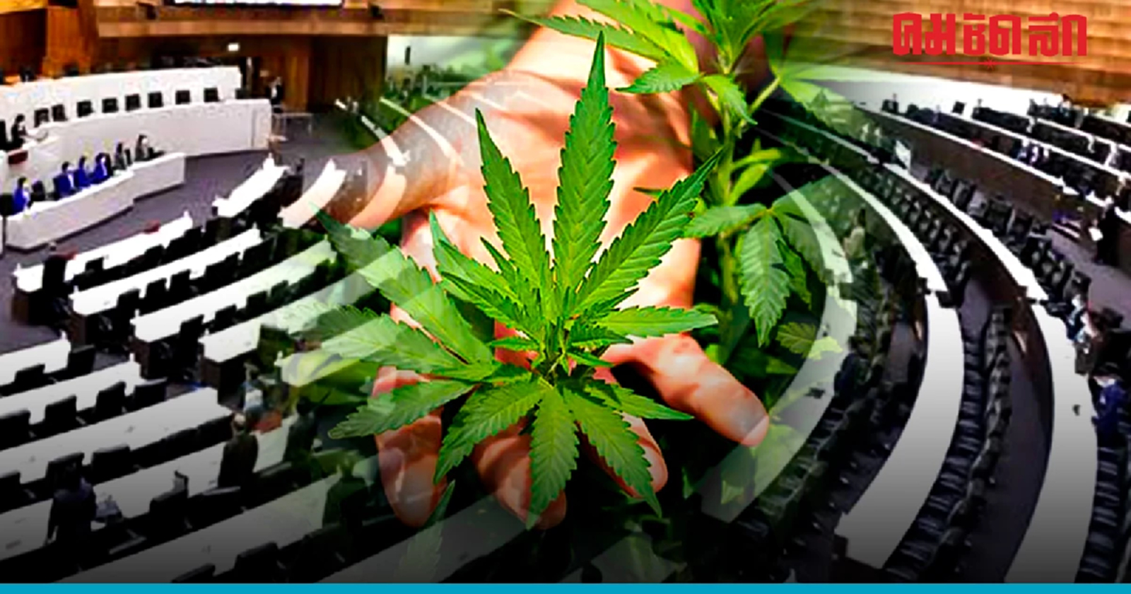 เปิดรายชื่อพรรค ส.ส. หนีลงมติร่างพ.ร.บ.กัญา กัญชง จนเกิดเหตุ "สภาล่ม"