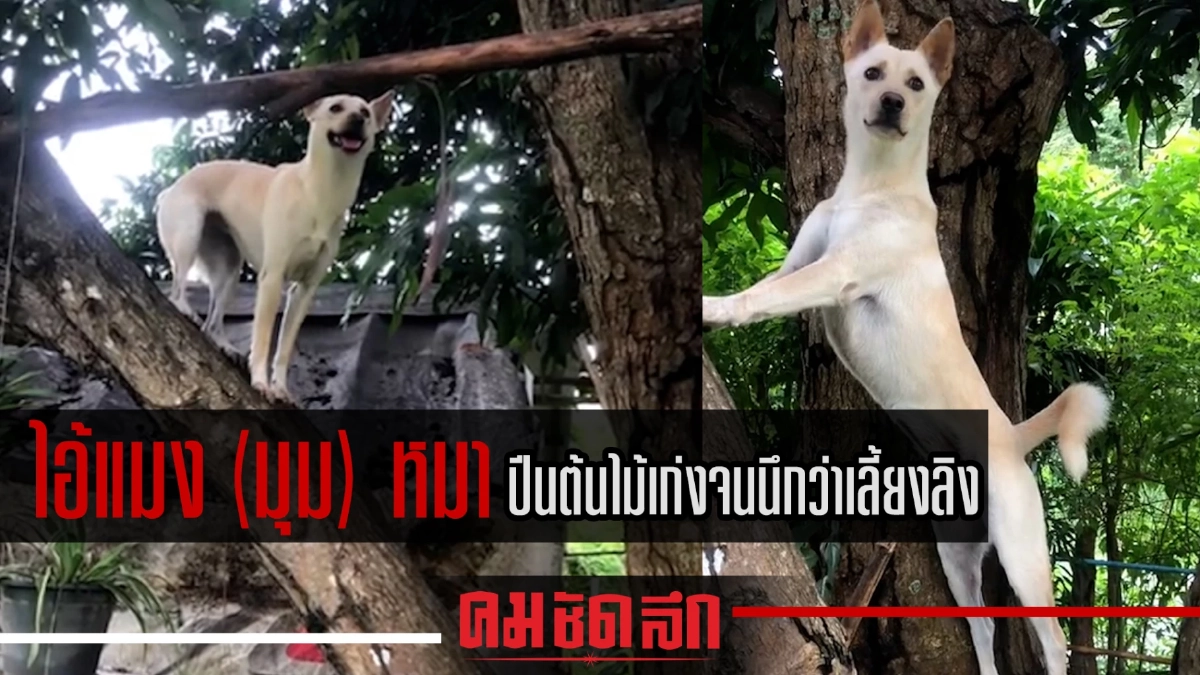 (คลิป) เขาคือพันธุ์เดียวกัน ไอ้แมง (มุม) "หมา" ปีนเก่งจนนึกว่าเลี้ยงลิง (คลิป) เขาคือพันธุ์เดียวกัน ไอ้แมง (มุม) "หมา" ปีนเก่งจนนึกว่าเลี้ยงลิง