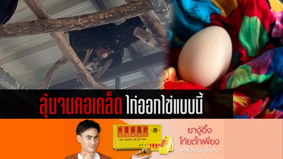 (คลิป) ลุ้นจนคอเคล็ด ไก่ออกไข่สุดหวาดเสียว