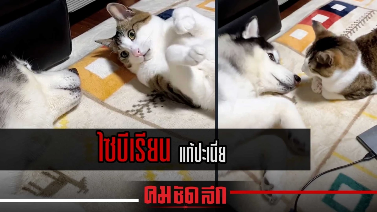 (คลิป) ไซฯแท้ปะเนี่ย อ้อนขนาดนี้ไม่สนใจหน่อยเหรอ