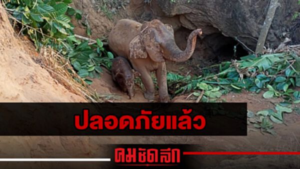 (คลิป) สำเร็จแล้ว ช่วยช้างป่า 2 แม่ลูก ตกหลุมยุบยักษ์