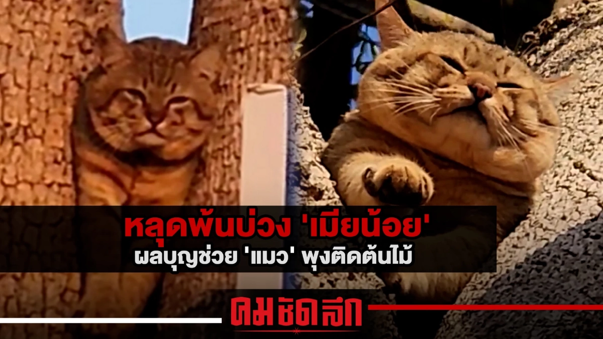 (คลิป) หลุดพ้นบ่วง 'เมียน้อย' ผลบุญช่วย "แมว" พุงติดต้นไม้ (คลิป) หลุดพ้นบ่วง 'เมียน้อย' ผลบุญช่วย "แมว" พุงติดต้นไม้