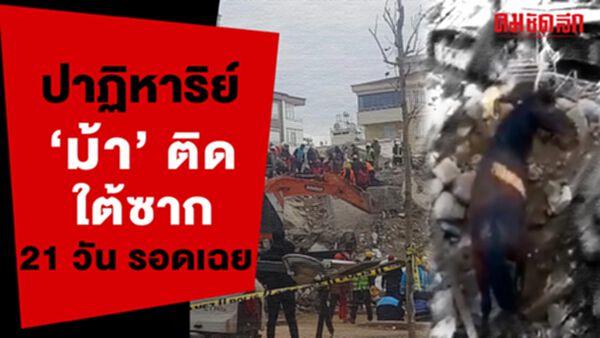 (คลิป) ปาฏิหาริย์ 'ม้า' ติดใต้ซาก 21 วัน รอดเฉย