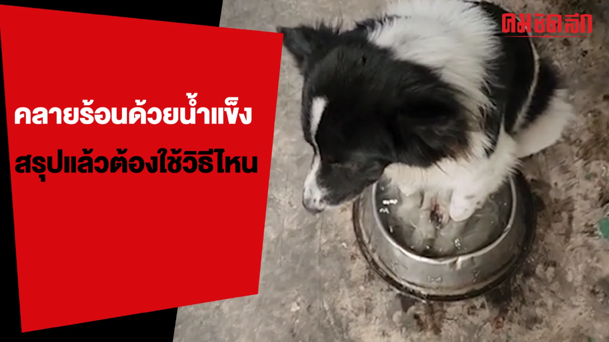 (คลิป) นุดเราสะดวกแบบนี้ กับวิธีคลายร้อนด้วยน้ำแข็งของ 'บางแก้ว' (คลิป) นุดเราสะดวกแบบนี้ กับวิธีคลายร้อนด้วยน้ำแข็งของ 'บางแก้ว'