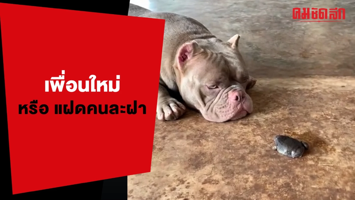 (คลิป) เพื่อนใหม่ หรือ แฝดคนละฝา 'อึ่งอ่าง & น้องหมา'