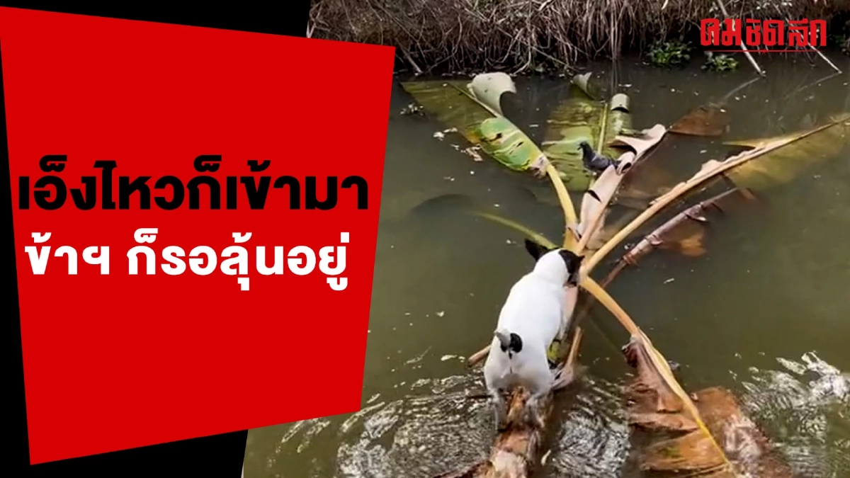 (คลิป) เอ็งไหวก็เข้ามา นกพิราบบอก ข้าฯก็รอลุ้นอยู่ (คลิป) เอ็งไหวก็เข้ามา นกพิราบบอก ข้าฯก็รอลุ้นอยู่