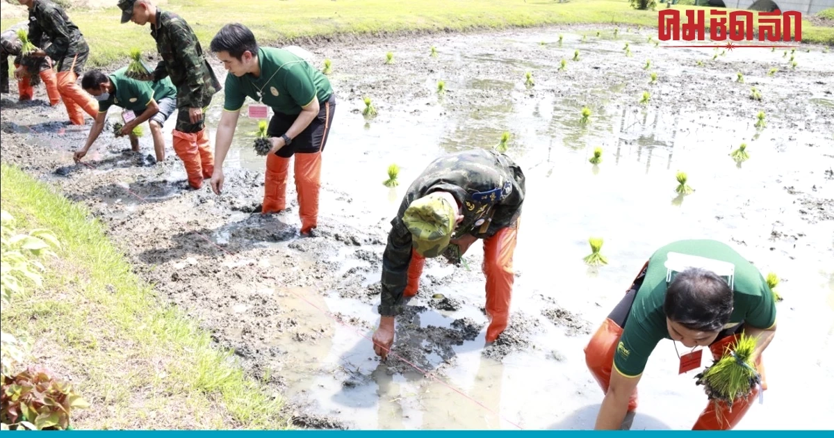 กรมการข้าว ร่วมปักดำข้าว กข91 แปลงนาข้าวพระราชทาน 
