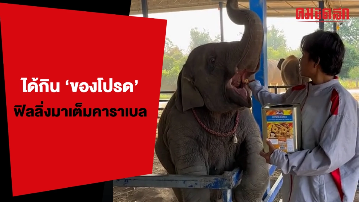 (คลิป) ได้กิน 'ของโปรด' ฟิลลิ่งมาเต็มคาราเบล (คลิป) ได้กิน 'ของโปรด' ฟิลลิ่งมาเต็มคาราเบล