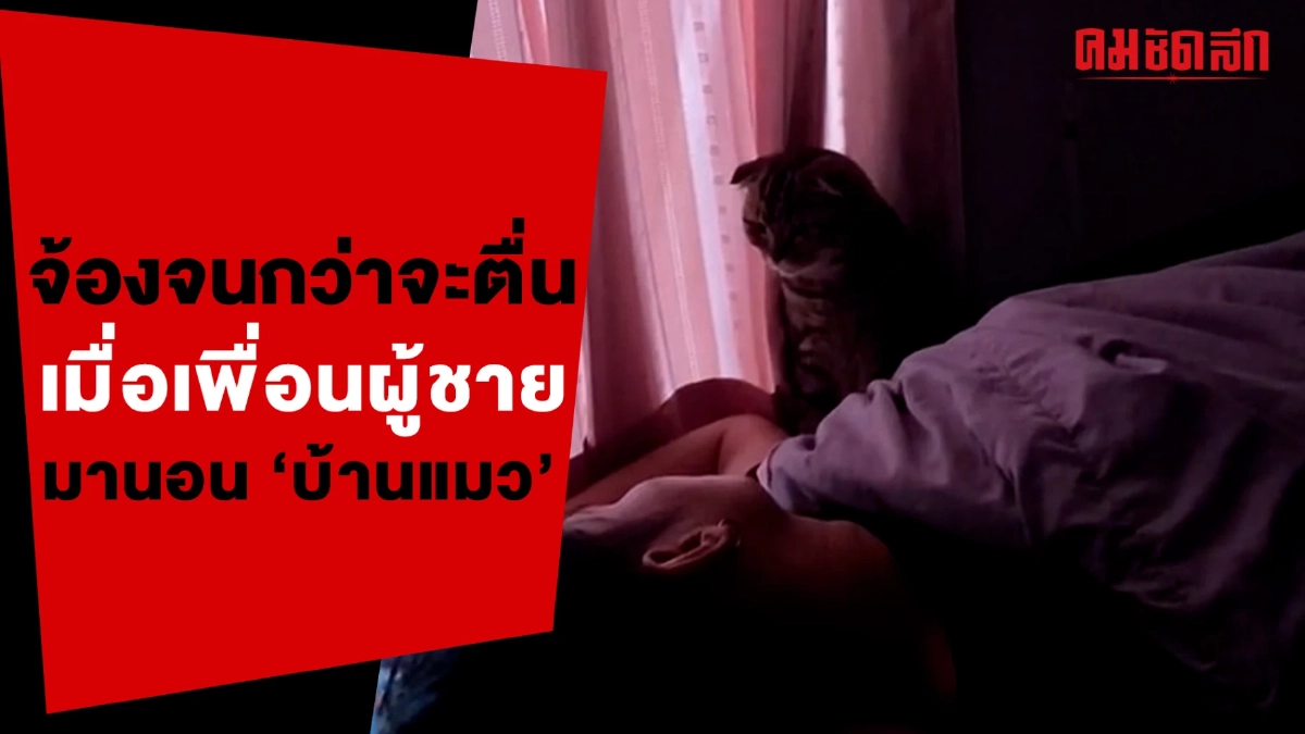 (คลิป) จ้องจนกว่าจะตื่น เมื่อคนแปลกหน้ามานอน 'บ้านแมว'