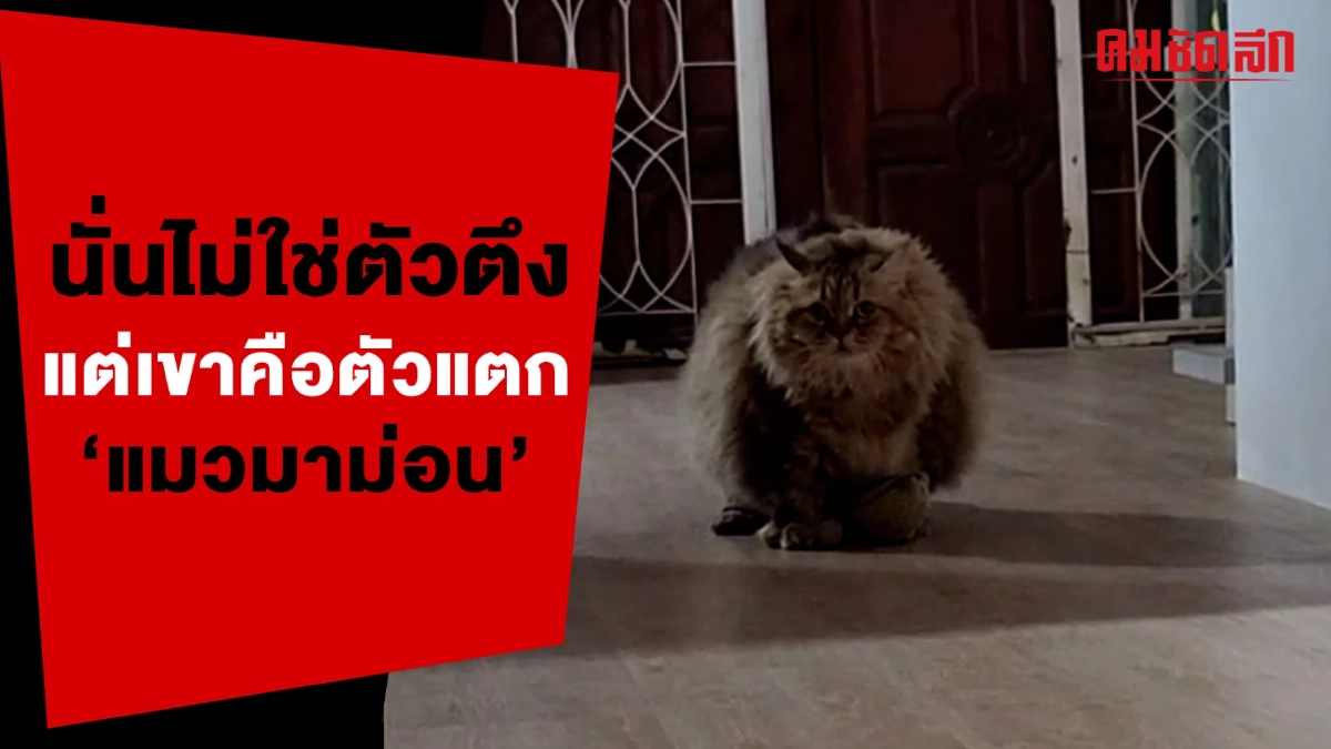 (คลิป) นั่นไม่ใช่ตัวตึง แต่เขาคือตัวแตก 'แมวมาม่อน' (คลิป) นั่นไม่ใช่ตัวตึง แต่เขาคือตัวแตก 'แมวมาม่อน'