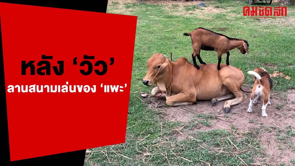 (คลิป) สามสหาย แต่ 'วัว' คงอยากถาม เมื่อไหร่พวกเอ็งจะโต