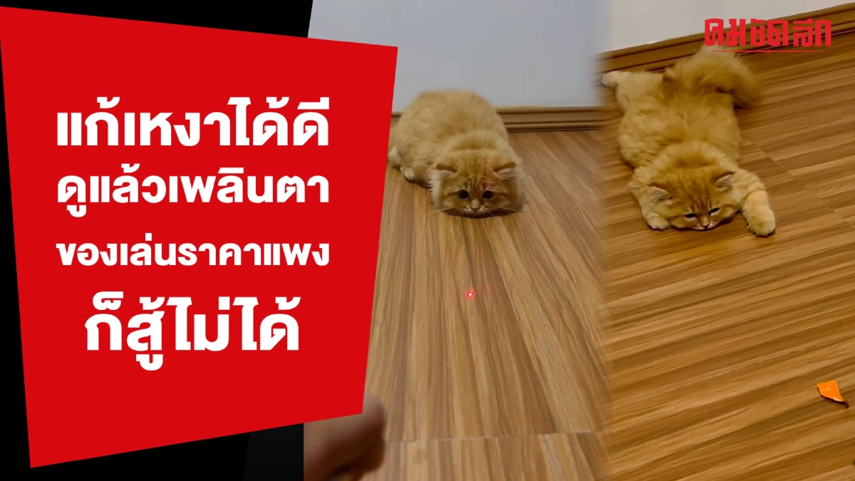 (คลิป) เพื่อนแก้เหงาได้ดี ดูแล้วเพลินตา ของเล่นราคาแพงก็สู้ไม่ได้