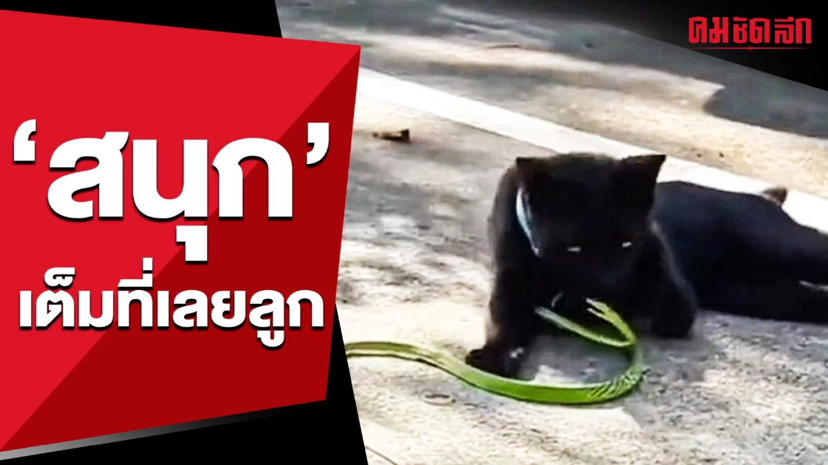 (คลิป) เล่นกันให้ 'สนุก' เต็มที่เลยลูก อย่าพาเข้าบ้านเป็นพอ