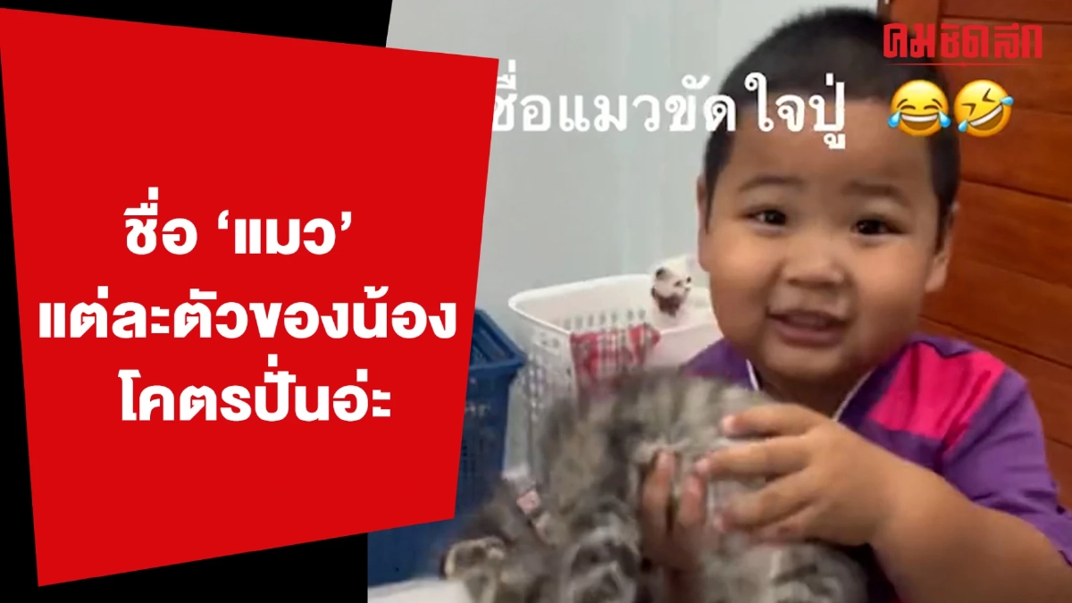 (คลิป) ชื่อ 'แมว' แต่ละตัวของน้อง โคตรปั่นอ่ะ