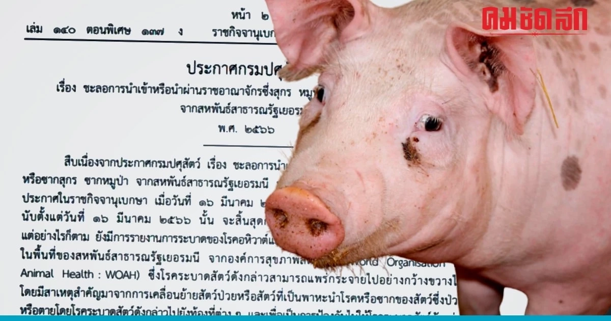 'อหิวาต์แอฟริกาในสุกร' ยังระบาด กรมปศุสัตว์ ประกาศ ห้ามนำเข้าหมูจากเยอรมนี