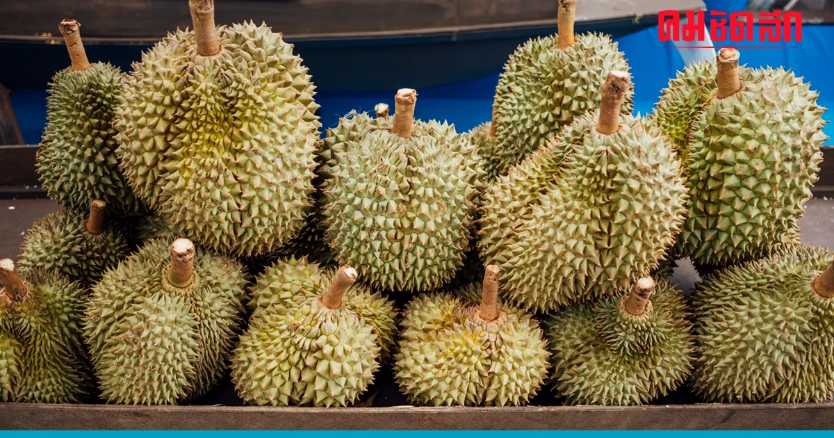 ระวัง 'โรคผลเน่าในทุเรียน' คำเตือนล่าสุดจาก กรมวิชาการเกษตร ระวัง 'โรคผลเน่าในทุเรียน' คำเตือนล่าสุดจาก กรมวิชาการเกษตร
